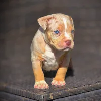 TRUFFLES, a male American Bully for sale in Los Angeles, CA – Photo 3 of 10