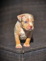 TRUFFLES, a male American Bully for sale in Los Angeles, CA – Photo 3 of 10