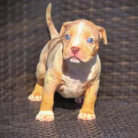 TRUFFLES, a male American Bully for sale in Los Angeles, CA – Photo 2 of 10