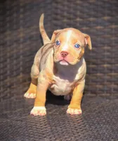 TRUFFLES, a male American Bully for sale in Los Angeles, CA – Photo 2 of 10