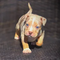 TRUFFLES, a male American Bully for sale in Los Angeles, CA – Photo 9 of 10