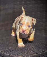 TRUFFLES, a male American Bully for sale in Los Angeles, CA – Photo 9 of 10