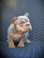 LILY, a female French Bulldog for sale in Los Angeles, CA – 2 of 10