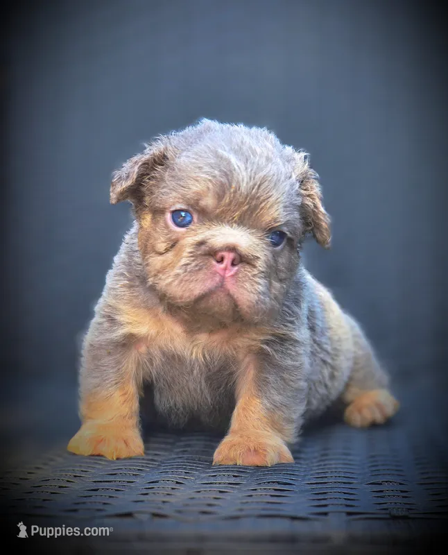 TEDDY – French Bulldog puppy for sale in Los Angeles, CA