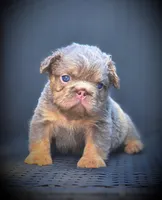 TEDDY, a male French Bulldog for sale in Los Angeles, CA – 1 of 9
