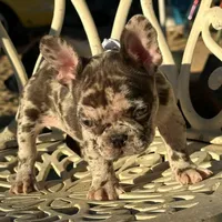 COCO, a female French Bulldog for sale in Los Angeles, CA – Photo 2 of 4