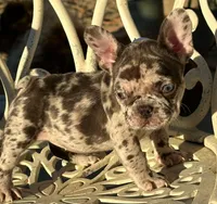 COCO, a female French Bulldog for sale in Los Angeles, CA – Photo 3 of 4