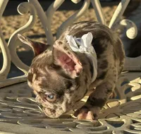 COCO, a female French Bulldog for sale in Los Angeles, CA – Photo 4 of 4