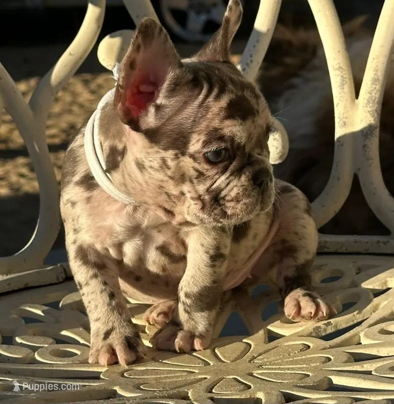 COCO, a female French Bulldog for sale in Los Angeles, CA – Photo 1 of 4