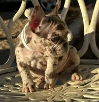 COCO, a female French Bulldog for sale in Los Angeles, CA – Photo 1 of 4