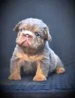 TEDDY, a male French Bulldog for sale in Los Angeles, CA – 7 of 9