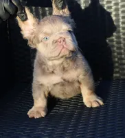 TEDDY, a male French Bulldog for sale in Los Angeles, CA – 4 of 10