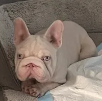 DINO, a male French Bulldog for sale in Los Angeles, CA – 3 of 4