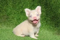 PINKY, a male French Bulldog for sale in Los Angeles, CA – 2 of 5