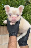 PINKY, a male French Bulldog for sale in Los Angeles, CA – 3 of 5