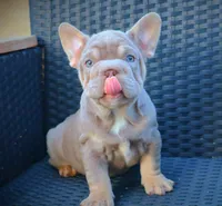 LILLYY, a female French Bulldog for sale in Los Angeles, CA – 3 of 10