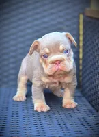 YOGI, a male French Bulldog for sale in Los Angeles, CA – 5 of 10