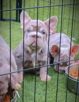 LILY, a female French Bulldog for sale in Los Angeles, CA – 8 of 10