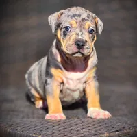 STAR, a female American Bully for sale in Los Angeles, CA – Photo 5 of 10