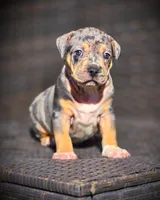 processed/99ded4ea-4c47-40a2-a866-f67a4ed62ddf/listing/89b35a09-5ee3-467f-8b02-03a7045e8cff/1637eb7c-9ab3-4818-8865-05f83f80cc65