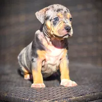 STAR, a female American Bully for sale in Los Angeles, CA – Photo 8 of 10