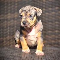 STAR, a female American Bully for sale in Los Angeles, CA – Photo 9 of 10