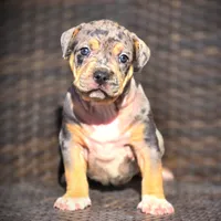 STAR, a female American Bully for sale in Los Angeles, CA – Photo 4 of 10