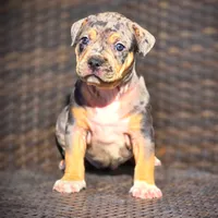 STAR, a female American Bully for sale in Los Angeles, CA – Photo 3 of 10