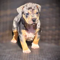 STAR, a female American Bully for sale in Los Angeles, CA – Photo 6 of 10