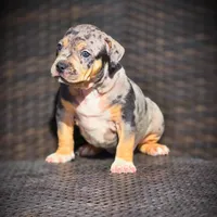 STAR, a female American Bully for sale in Los Angeles, CA – Photo 7 of 10