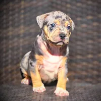 STAR, a female American Bully for sale in Los Angeles, CA – Photo 1 of 10