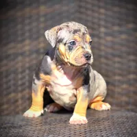 STAR, a female American Bully for sale in Los Angeles, CA – Photo 2 of 10