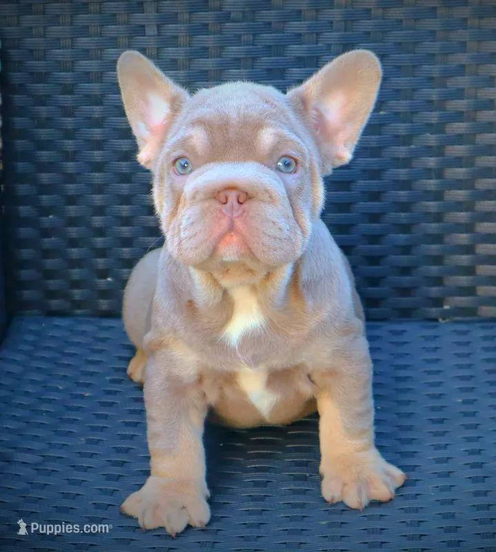 LILY – French Bulldog puppy for sale in Los Angeles, CA