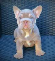 LILY, a female French Bulldog for sale in Los Angeles, CA – 1 of 10