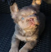 TEDDY, a male French Bulldog for sale in Los Angeles, CA – 1 of 10