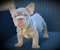 LILY, a female French Bulldog for sale in Los Angeles, CA – 2 of 10