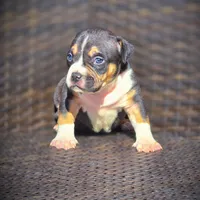 BAELY, a female American Bully for sale in Los Angeles, CA – Photo 7 of 8
