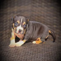 BAELY, a female American Bully for sale in Los Angeles, CA – Photo 2 of 8