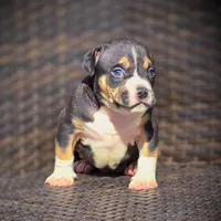 BAELY, a female American Bully for sale in Los Angeles, CA – Photo 6 of 8