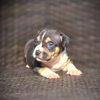BAELY, a female American Bully for sale in Los Angeles, CA – Photo 5 of 8