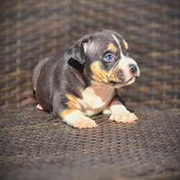 BAELY, a female American Bully for sale in Los Angeles, CA – Photo 3 of 8