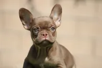 LAYLUH, a female French Bulldog for sale in Los Angeles, CA – 3 of 5