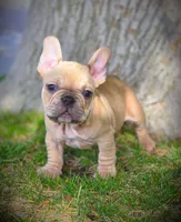 TEDD, a male French Bulldog for sale in Los Angeles, CA – Photo 6 of 10