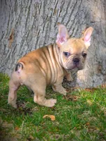 TEDD, a male French Bulldog for sale in Los Angeles, CA – Photo 4 of 10