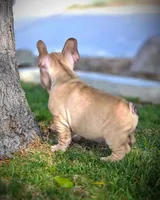 TEDD, a male French Bulldog for sale in Los Angeles, CA – Photo 8 of 10