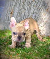 TEDD, a male French Bulldog for sale in Los Angeles, CA – Photo 9 of 10