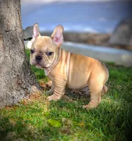 TEDD, a male French Bulldog for sale in Los Angeles, CA – Photo 2 of 10