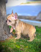TEDD, a male French Bulldog for sale in Los Angeles, CA – Photo 7 of 10