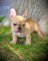 TEDD, a male French Bulldog for sale in Los Angeles, CA – Photo 10 of 10
