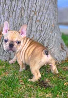 TEDD, a male French Bulldog for sale in Los Angeles, CA – Photo 3 of 10